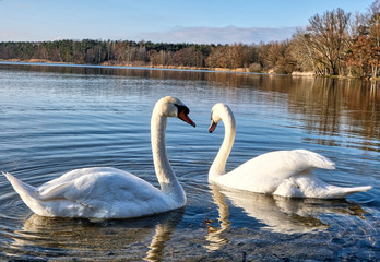 Das Schwanenpaar