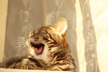 のどかなあくび猫アメリカンショートヘアー