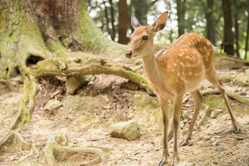 Photograph of scared little deer