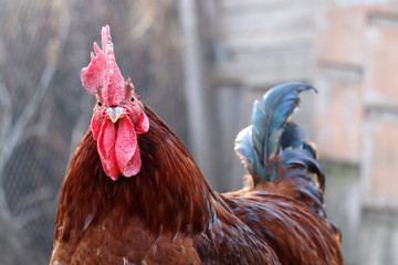 Red rooster on the free range farm, poultry concept. Portrait of the cockerel with colorful tail...