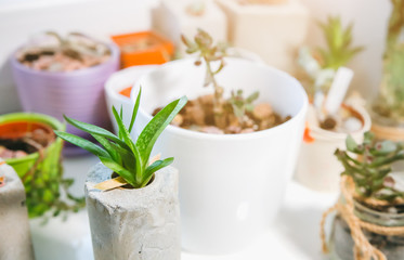 Tiny succulents in concrete plant holders on window ceiling. Small cactus and moss in handmade vases of different shapes. Stylish and eco friendly planters.