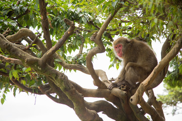 Photograph of a monkey hanging on a branch looking at the camera