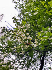 Vologda. A warm spring day in the Peace Park. Vologda river surrounded by young foliage