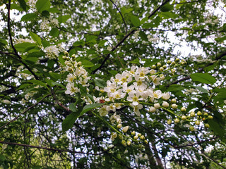 Vologda. A warm spring day in the Peace Park. Vologda river surrounded by young foliage