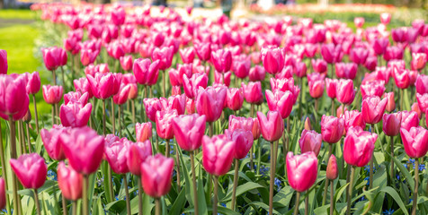 Spring banner of beautiful pink tulips. Landscape panorama, copy space.