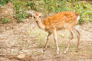 Photograph of a curious little deer