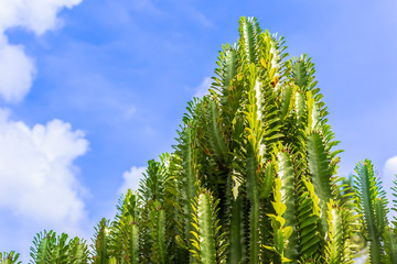 Fresh Candelabra Cactus trees