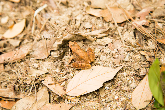Photograph of a brown frog camouflaging itself in the vegatation