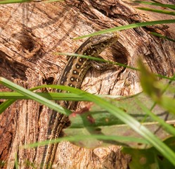 eine Eidechse schaut neugierig
