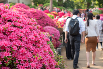 Azalea flowers and couple on a date in Japanese garden　ツツジ咲く日本庭園を歩くカップル