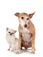 Ibizan Hound and chihuahua