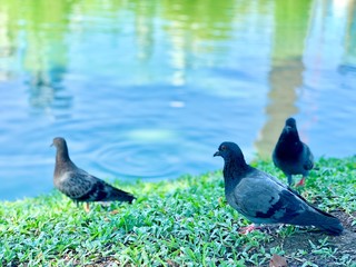 pigeons in the park