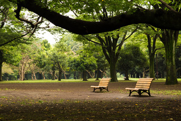Photograph of two benches in a park with a tree branch on top