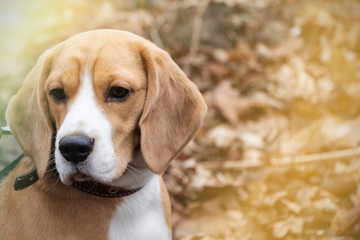 dog breed Beagle in the autumn forest on a Sunny day.