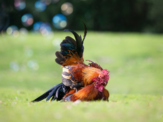 Two colorful wild roosters fighting with kids playing bubbles nearby