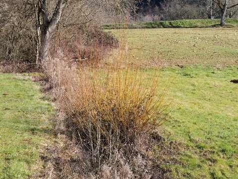 (Salix alba) Saule blanc &agrave; bois jaune dress&eacute;es le long de zones humides entre sentier et parcelles de prairies