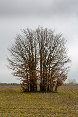 Obraz premium Robles melojos, rebollos, en invierno, aislados en campo agrícola. Quercus pyrenaica.