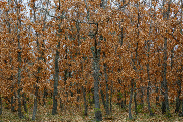 Fototapeta premium Quercus pyrenaica. Robles melojos, rebollos, en invierno, con hojas secas. 