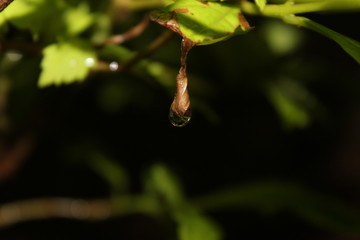 drops of dew on a leaf