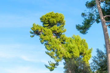Pinus pinea, also known as the Italian stone pine, umbrella pine and parasol pine.