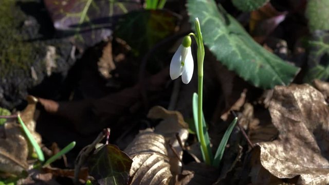 Snowdrop herald of spring in the natural ambience (Galanthus nivalis) - (4K)