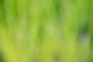Blurred nature background.Abstract green nature blurred background.