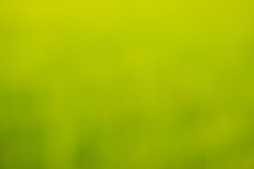 Fototapeta na wymiar Blurred nature background.Abstract green nature blurred background.