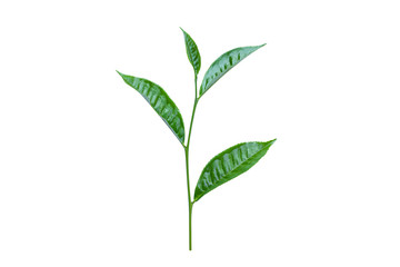 green tea leaves isolated on white background for design elements, fresh green leaves