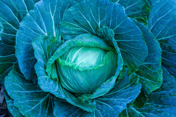 Obraz premium closeup nature view of Cabbage in garden, dark wallpaper concept, nature background, tropical green leaf