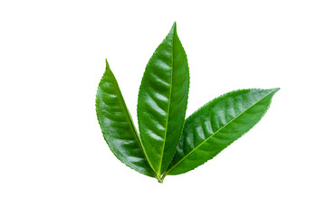 green tea leaves isolated on white background for design elements, fresh green leaves