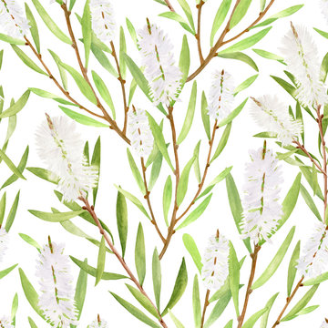 Watercolor tea tree leaves, flowers seamless pattern. Hand drawn botanical illustration of Melaleuca. Green medicinal plant isolated on white background. Herbs for cosmetics, textile, package