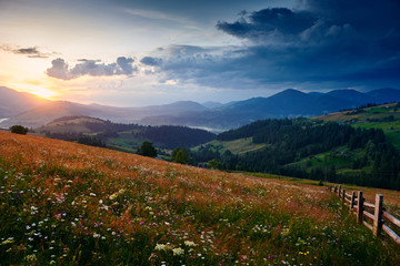Fototapeta premium wildflowers, meadow and beautiful sunset in carpathian mountains - summer landscape, spruces on hills, dark cloudy sky and bright sunlight
