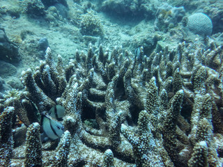 the underwater world of the South China Sea