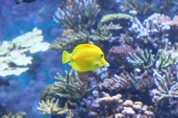 Close up of under water yellow color sea fish, 