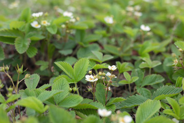 Spring blooming white strawberrie flower. Summer strawberry plant blooms in garden