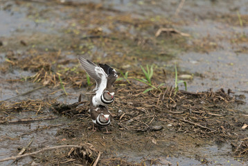 Three banded Plover in mating seen at a waterhole in Masai Mara, Kenya, Africa
