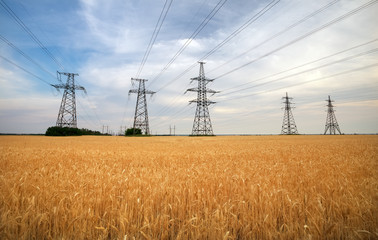 Agricultural field. Yellow wheat and power lines