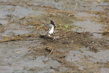 Three banded Plover in mating seen at a waterhole in Masai Mara, Kenya, Africa
