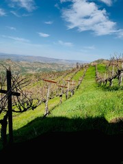 Long rows of grape vineyards on a sunny day 