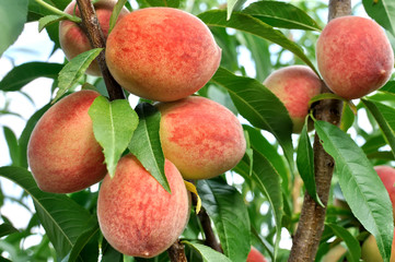 closeup of growing peaches on a tree in the orchard