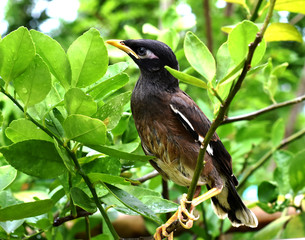 crow on branch