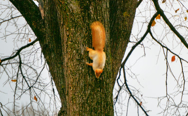 Red squirrel sits on a tree and eats seeds from a hand in a city park.