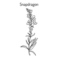 Fototapeta na wymiar Snapdragon Antirrhinum majus , or dragon flowers, medicinal plant