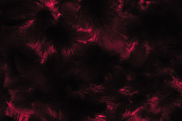 Beautiful abstract colorful black and red feathers on black background and soft pink feather texture on dark pattern and blue background, colorful feather, purple banners