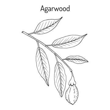 Agarwood or aloeswood Aquilaria agallocha , medicinal plant