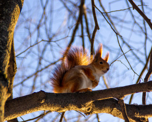 a little red squirrel in the golden sunlight
