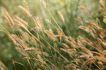 Grass with spikelets as natural season summer outdoor background