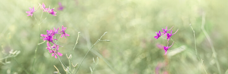 Nature background with violet flowers and bokeh on grass meadow, wide panorama format for frame or...