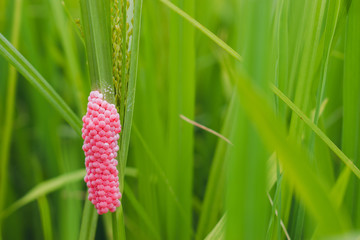 Snail eggs.Golden apple snail eggs in a Rice Field. © Su_prasert