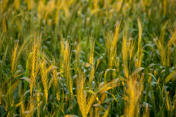 Wheat field at vegetative stage of crop